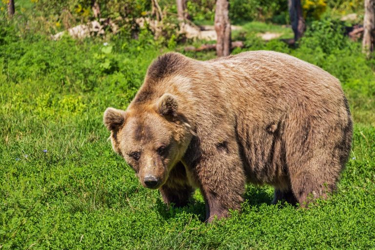 Are Bears Faster Than Horses? The Answer Will Surprise You!
