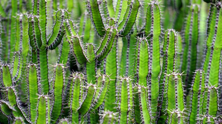 Do Camels Eat Cactus? Facts You Need to Know!