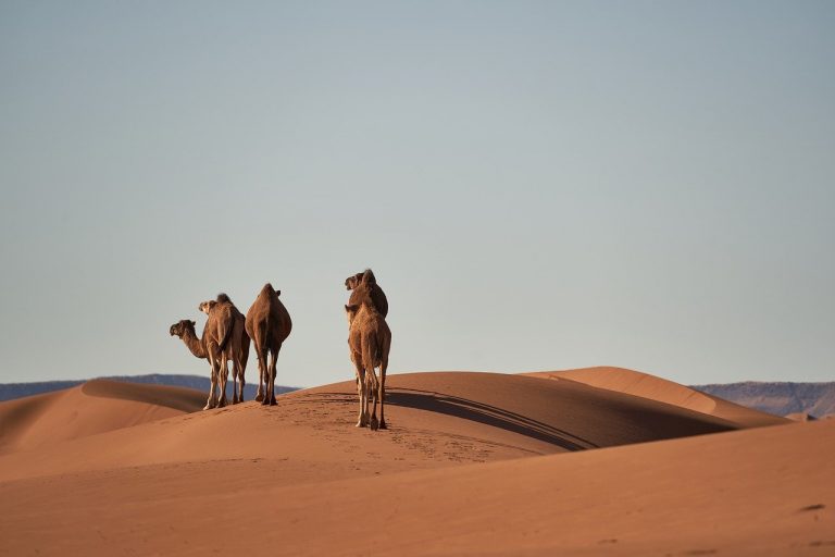 Camels: Understanding How They Eat.
