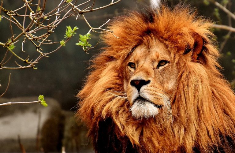 Are Bears Faster Than Lions in Real Life?