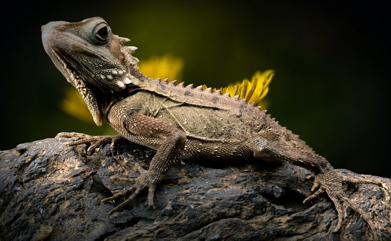 How many years can a lizard live?