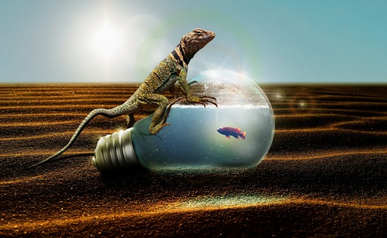 What happens if a lizard gets too hot?