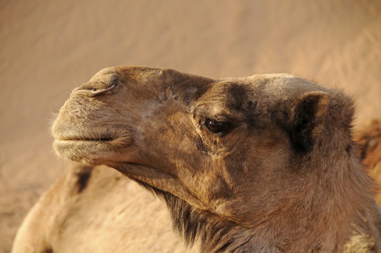 Do Camels Eat Meat?