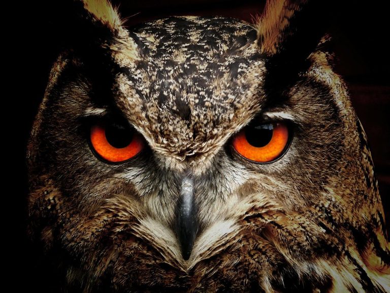 Animals With the Best Night Vision