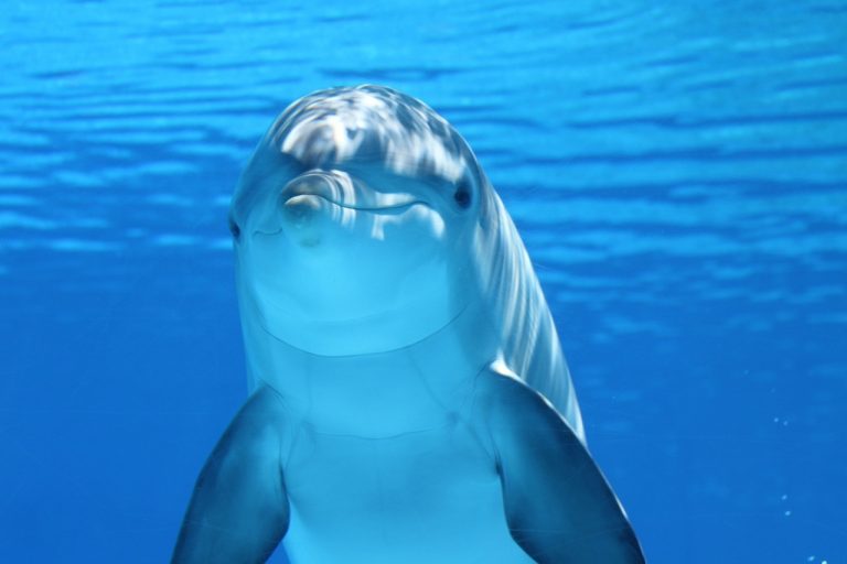 10 Fascinating Facts About Dolphins That Will Blow Your Mind