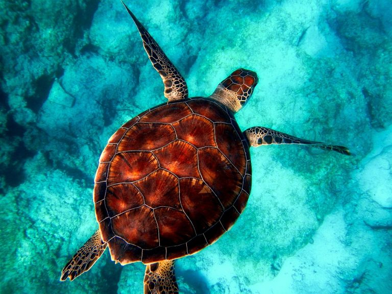 Exploring the Amazing World of Sea Turtles: A Comprehensive Guide