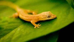 1. House geckos