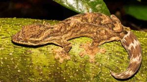 2. Turnip-tailed gecko