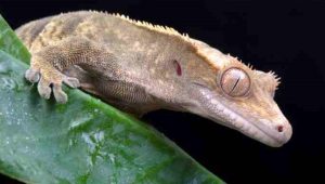 3. New Caledonian gecko
