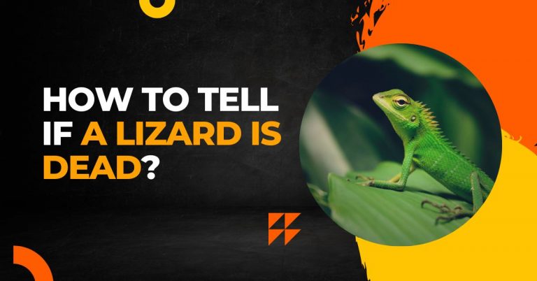 How To Tell If a Lizard Is Dead Or Playing Dead Or Sleeping?