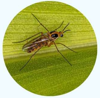 2. Fungus Gnat