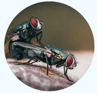3. Drain Flies