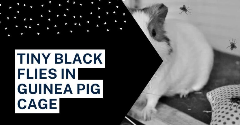 TINY BLACK FLIES IN GUINEA PIG CAGE | HOW TO GET RID OF THEM?