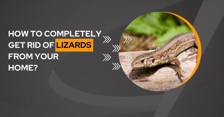 IS THERE A WAY TO COMPLETELY GET RID OF LIZARDS FROM YOUR HOME? [7 METHODS]