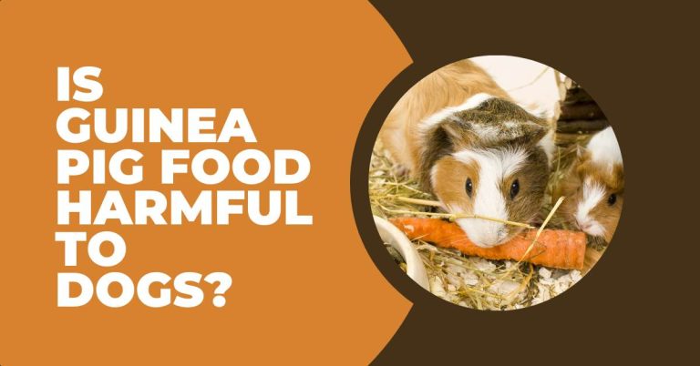 IS GUINEA PIG FOOD BAD FOR DOGS? WHAT HAPPENS IF A DOG EATS IT?