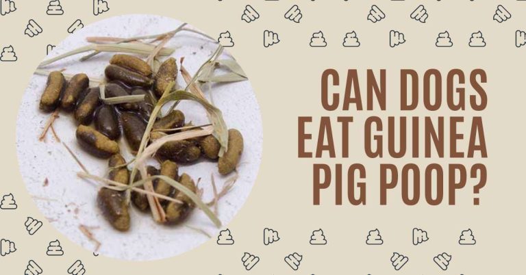 CAN DOGS EAT GUINEA PIG POOP? CAN DOGS GET SICK AFTER EATING POOP?