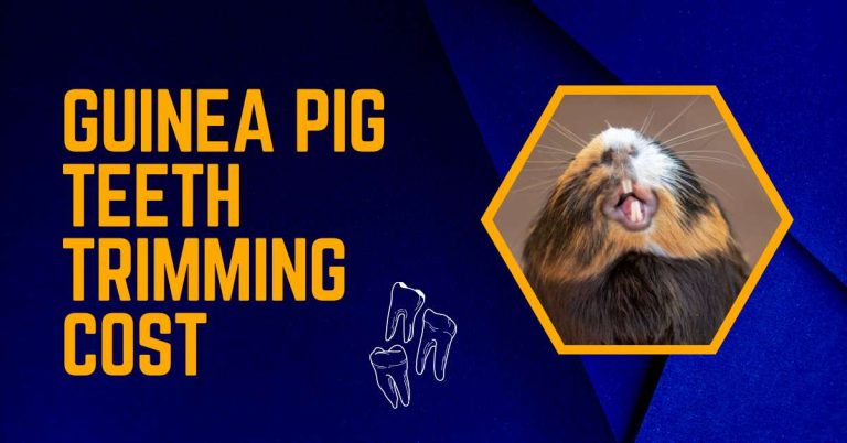 GUINEA PIG TEETH TRIMMING COST | OVERGROWN GUINEA PIG TEETH SYMPTOMS