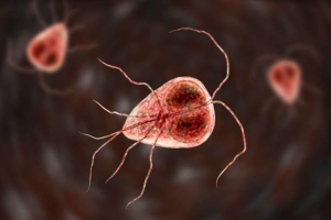 2.    Protozoans