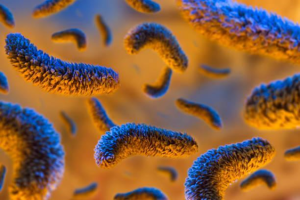 3.    Bacteria