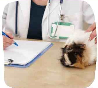 3. Visit a veterinarian