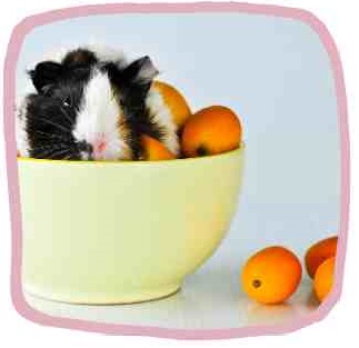 Image showcasing Do Male or Female Guinea Pigs Smell More? What Causes Smell ...