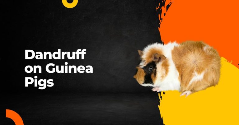 DANDRUFF ON GUINEA PIGS | WHAT CAUSES IT? HOW TO STOP IT?