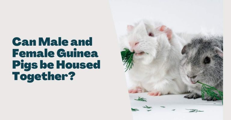Can Male and Female Guinea Pigs be Housed Together?
