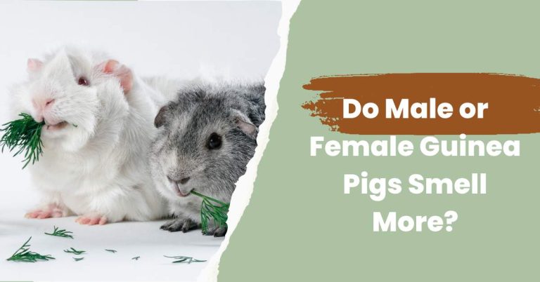 Do Male or Female Guinea Pigs Smell More? What Causes Smell?
