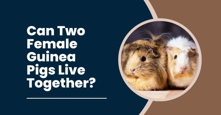 Can Two Female Guinea Pigs Live Together? [Factors to Consider]