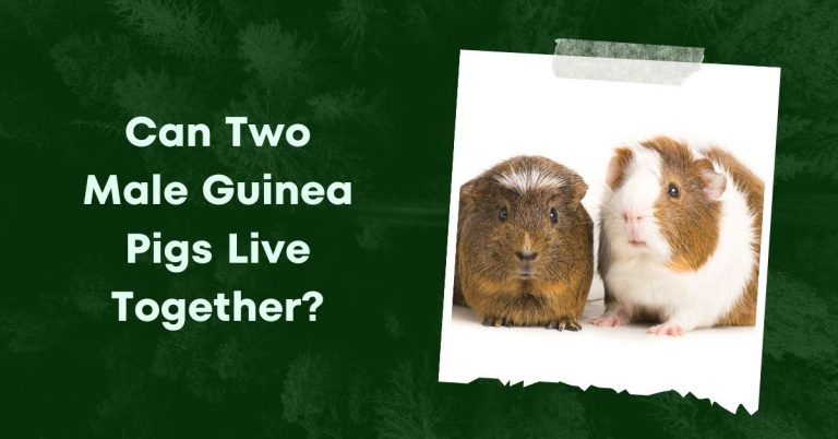 Can Two Male Guinea Pigs Live Together? [7 Interesting Tips]