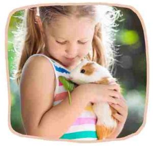 1. Nuzzling guinea pig