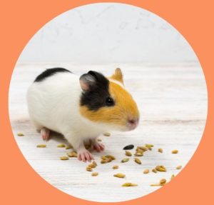 Can Guinea Pig Eat Wheat? Can Guinea Pigs Eat Wheat Bread?