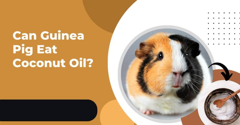 Can Guinea Pigs Eat Coconut Oil? Is Coconut Oil for Guinea Pigs Safe?