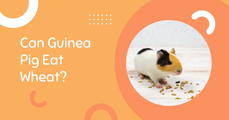 Can Guinea Pigs Eat Wheat? Can Guinea Pigs Eat Wheat Bread?