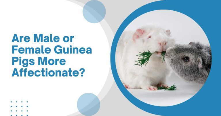 Are Male or Female Guinea Pigs More Affectionate?