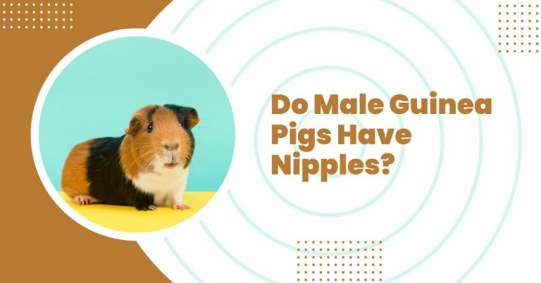 Do Male Guinea Pigs Have Nipples? How Do They Look Like?