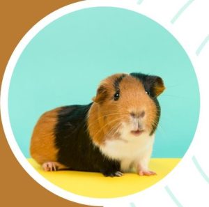 do male guinea pigs have nipples?