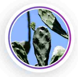 1. Cactus Pads