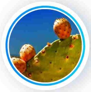 2. Opuntia