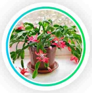 3. Christmas Cactus