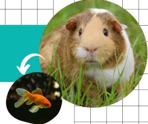 Can Guinea Pigs Eat Goldfish