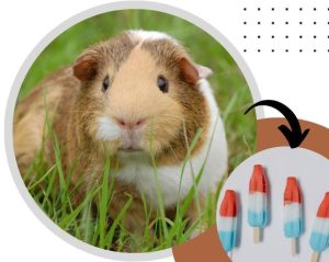 Can Guinea pigs eat popsicles?
