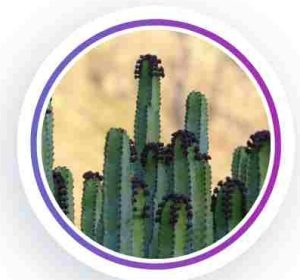 Euphorbia Cactus