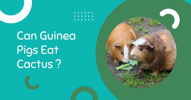 Can Guinea Pigs Eat Cactus? Which Species of Cactus are Harmful?