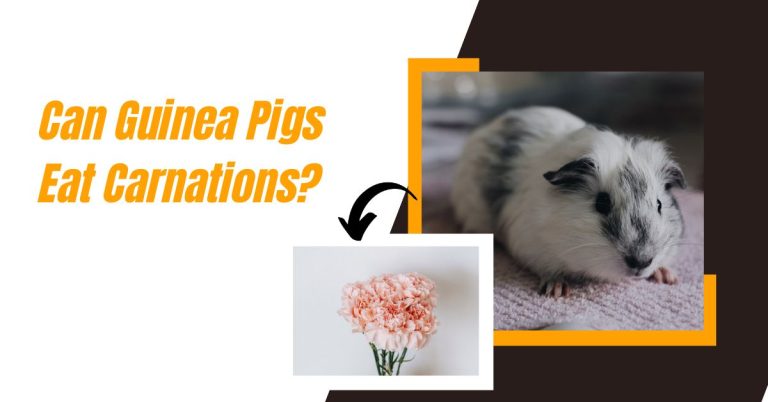 Can Guinea Pigs Eat Carnations? Are Carnation Flowers Unsafe?
