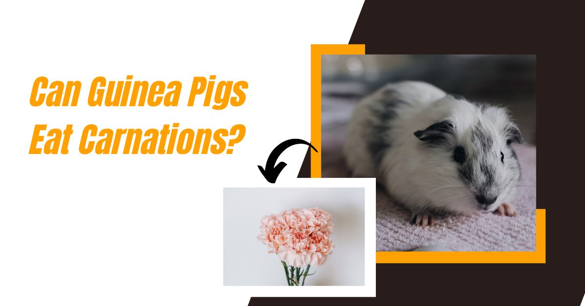 Tiny black flies in guinea pig cage how to get rid of them