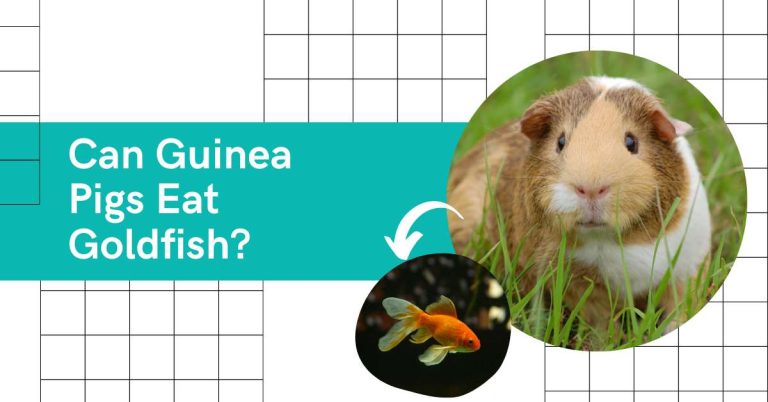 Can Guinea Pigs Eat Goldfish? What Happens If They Eat?