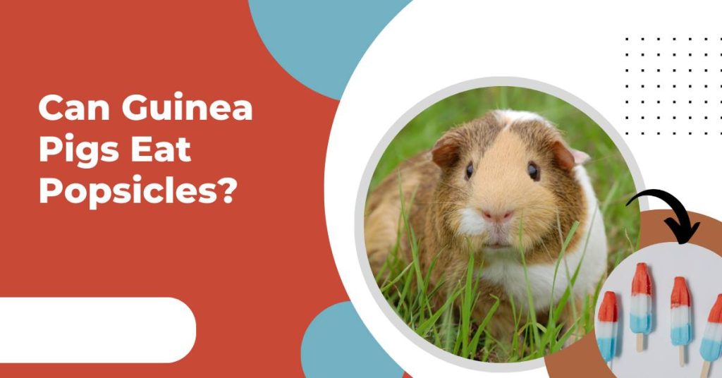 Curated visual reference: Visual Reference: Do Male Guinea Pigs Have Nipples How Do They Look