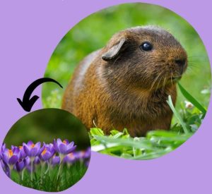 can guinea pigs eat wild violets?
