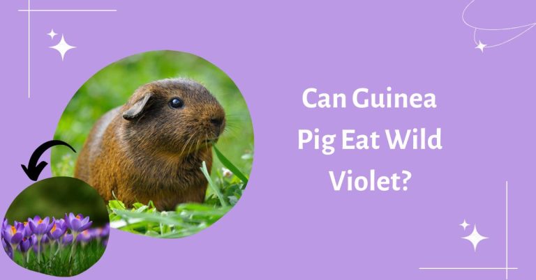Can Guinea Pigs Eat Wild Violets? Are Violets Edible Guinea Pigs?
